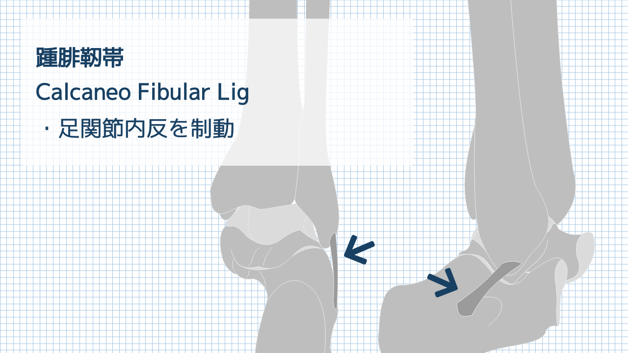【運動器リハのすゝめ】踵腓靱帯の解剖と機能