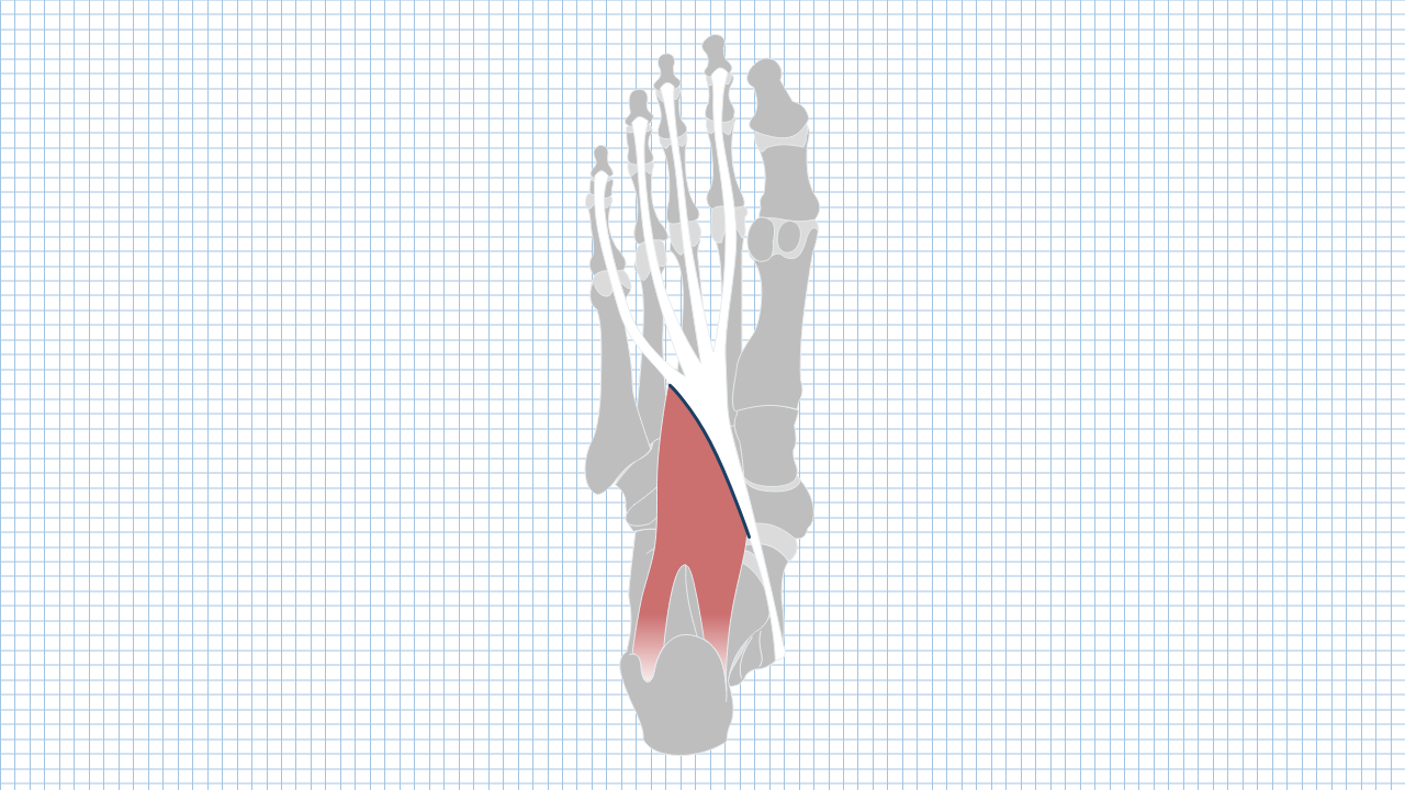 【運動器リハのすゝめ】短趾屈筋・足底方形筋の解剖と機能