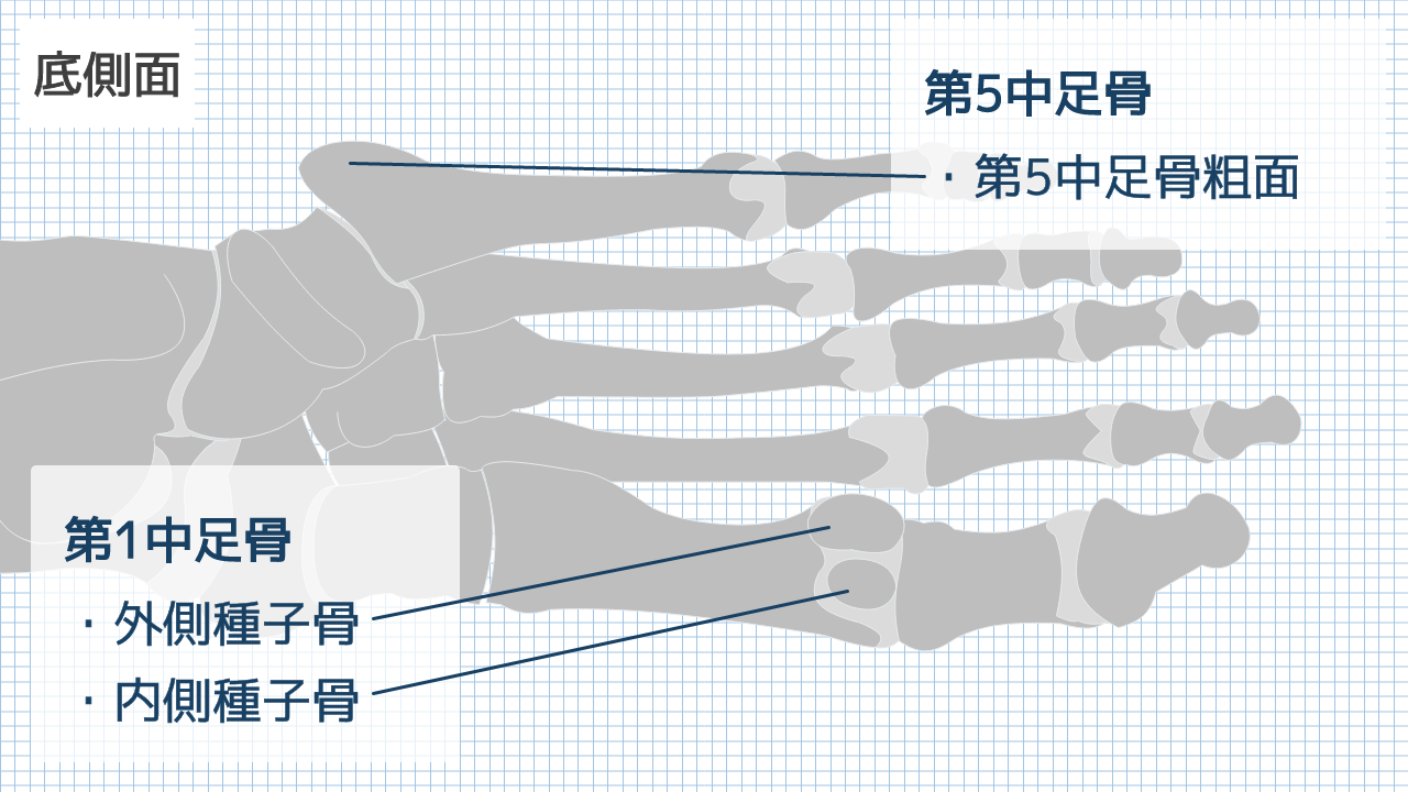 【運動器リハのすゝめ】前足部の解剖と機能