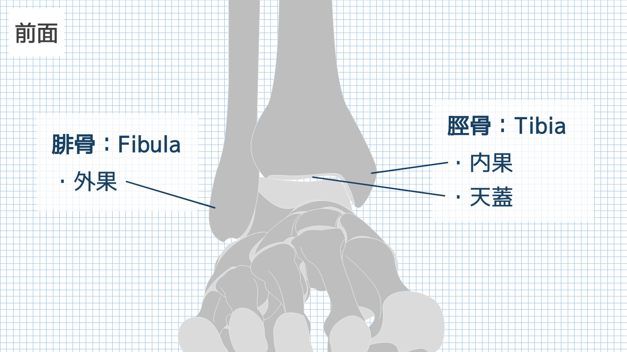 【運動器リハのすゝめ】下腿部の解剖と機能