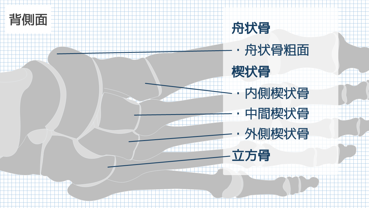 【運動器リハのすゝめ】中足部の解剖と機能