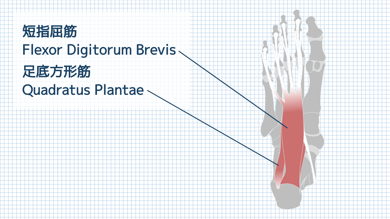 【運動器リハのすゝめ】短趾屈筋・足底方形筋の解剖と機能