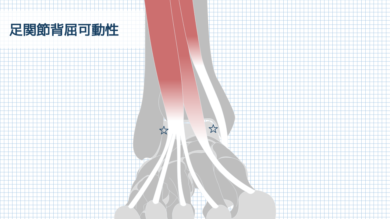 【運動器リハのすゝめ】足部・足関節の可動性検査