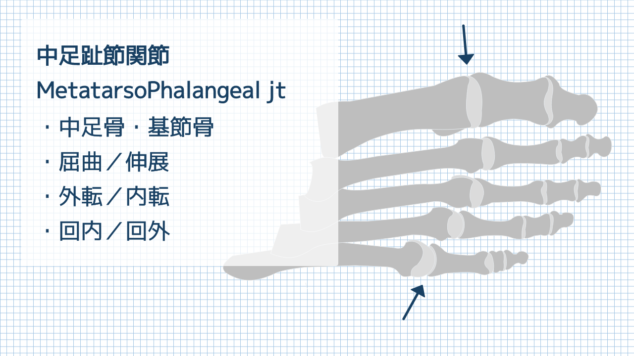 【運動器リハのすゝめ】中足趾節関節の構造と機能