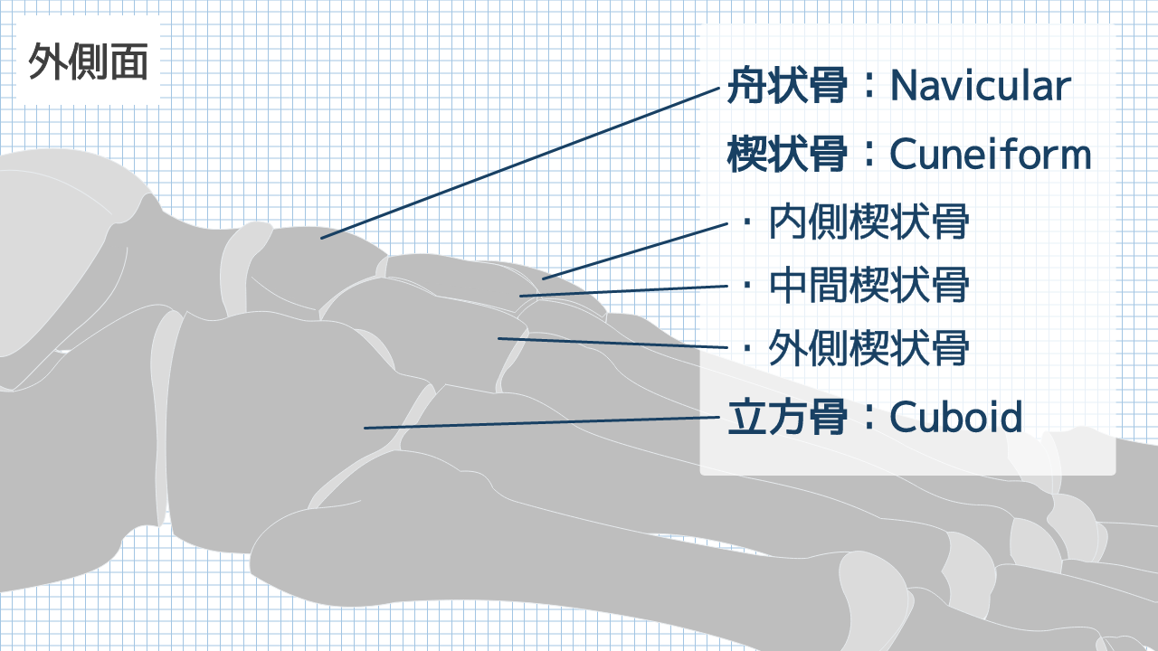 【運動器リハのすゝめ】中足部の解剖と機能