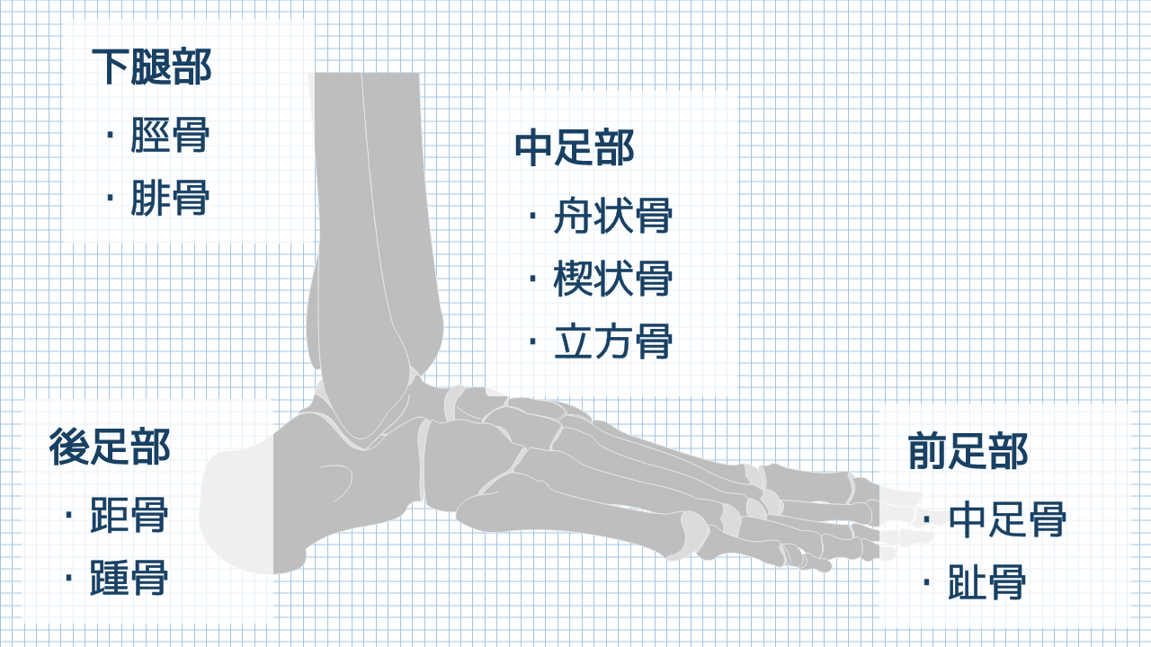 【運動器リハのすゝめ】足部の解剖と機能