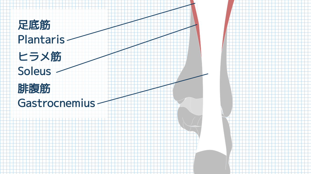 【運動器リハのすゝめ】腓腹筋・ヒラメ筋・足底筋の解剖と機能