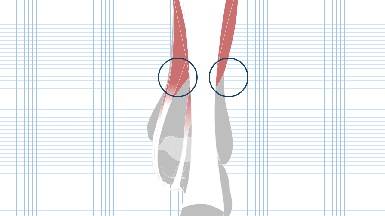 【運動器リハのすゝめ】後脛骨筋・長母趾屈筋・長趾屈筋の解剖と機能
