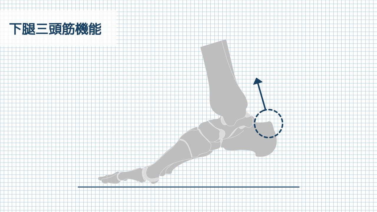【運動器リハのすゝめ】足部・足関節の筋機能評価