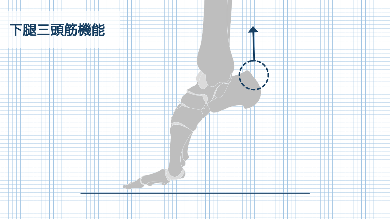 【運動器リハのすゝめ】足部・足関節の筋機能評価